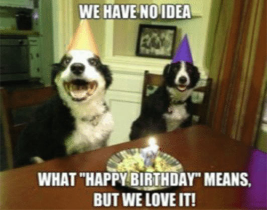 happy birthday dog memes