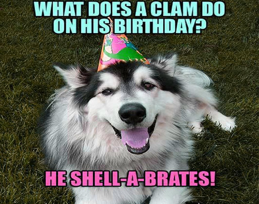 happy birthday dog memes