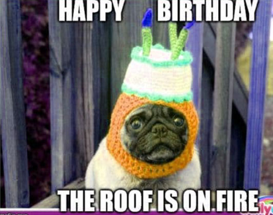 happy birthday dog memes