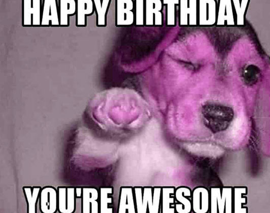 happy birthday dog memes