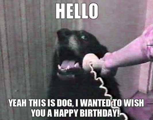 happy birthday dog memes