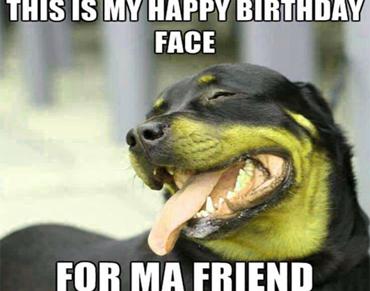 happy birthday dog memes