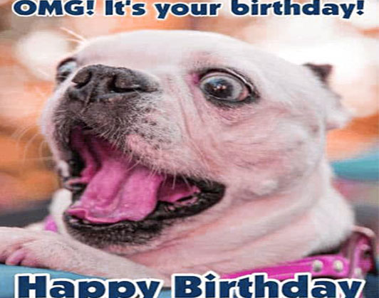 happy birthday dog memes