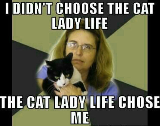 crazy cat lady meme