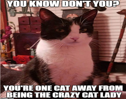 crazy cat lady meme