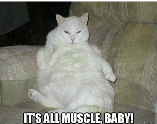 buff cat meme