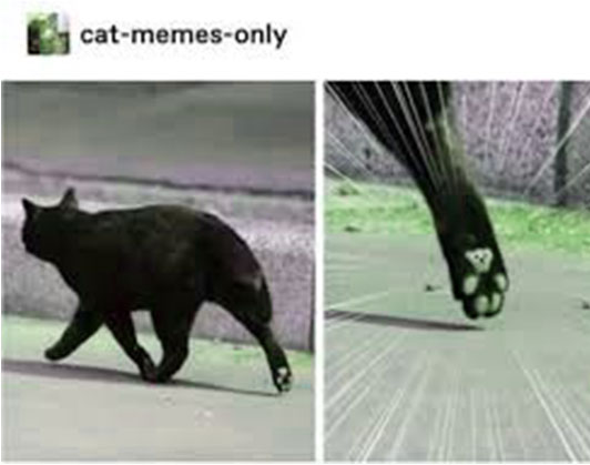 buff cat meme