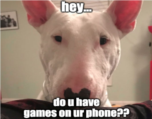 walter dog meme