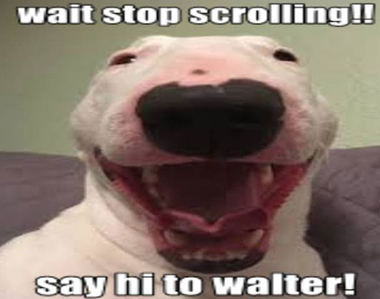 Walter Dog Meme