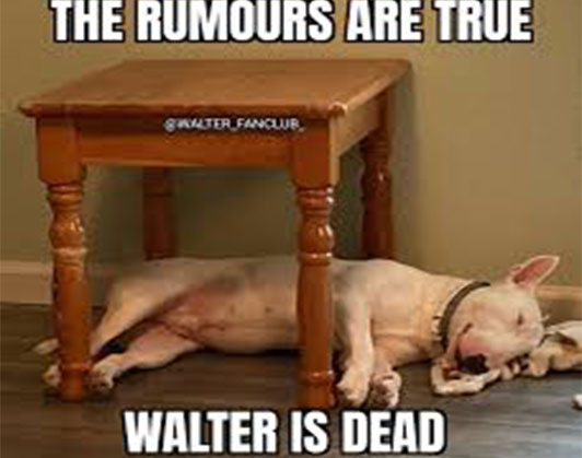 Walter Dog Meme