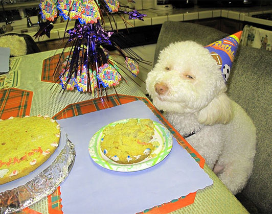 happy birthday dog memes