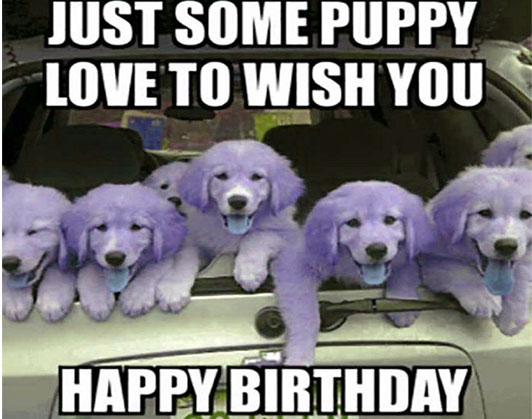 happy birthday dog memes