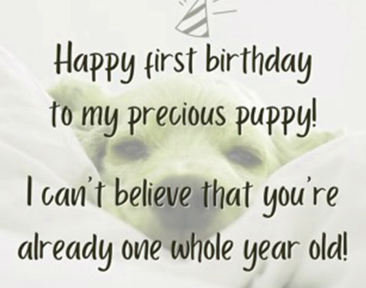 Happy birthday dog quotes