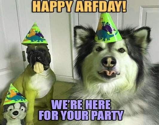 happy birthday dog memes