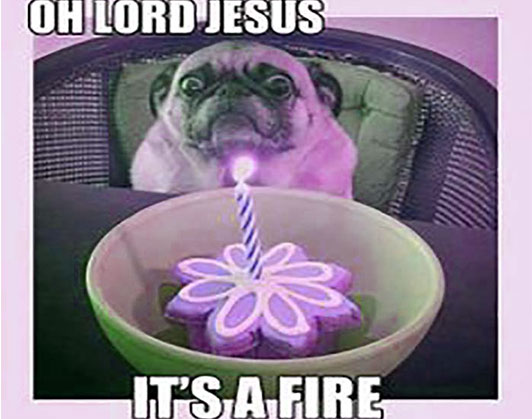 Funny animal birthday memes
