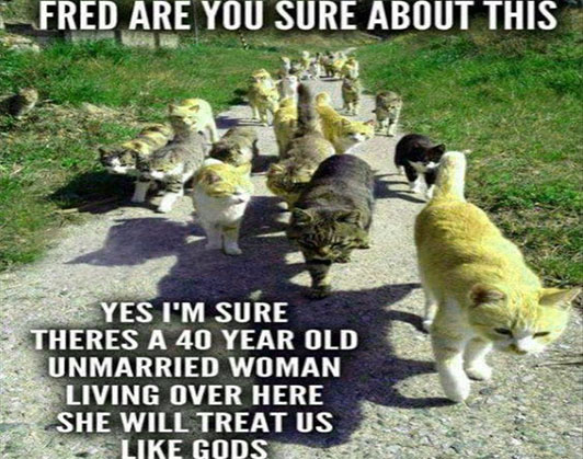 crazy cat lady meme