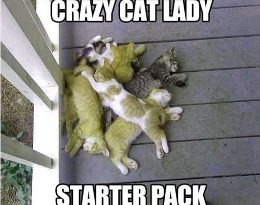 crazy cat lady meme