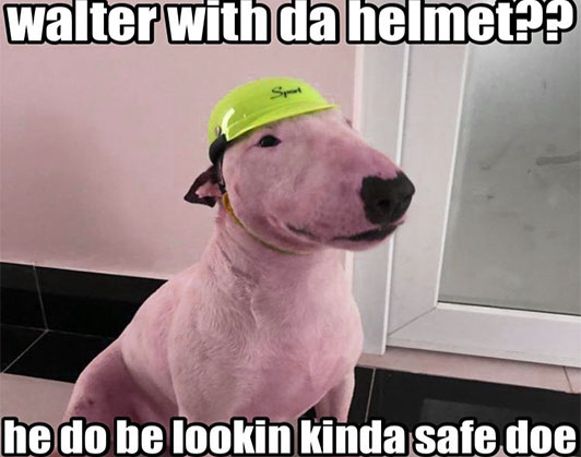 Walter Dog Meme