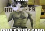 buff cat meme