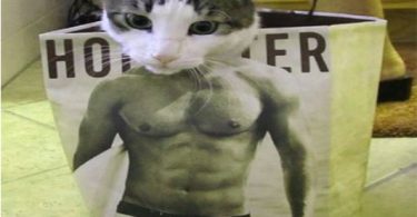 buff cat meme