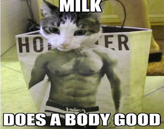 buff cat meme