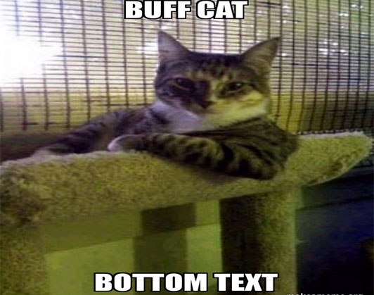 buff cat meme