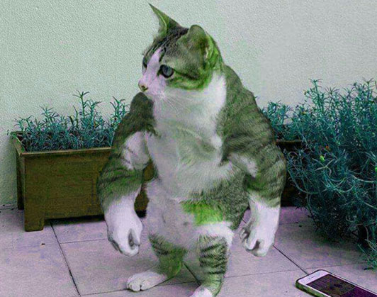 buff cat meme