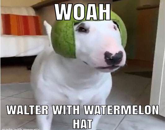 Walter Dog Meme