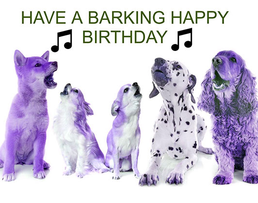 happy birthday dog memes