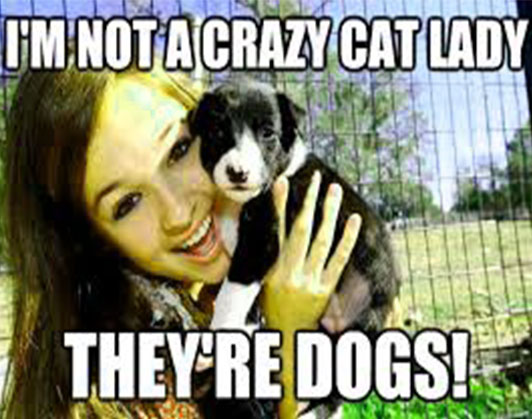 crazy cat lady meme