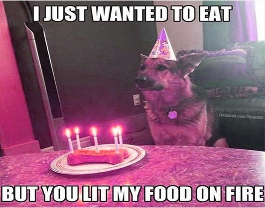 happy birthday dog memes