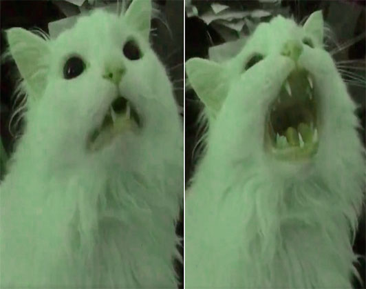 Screaming white cat meme