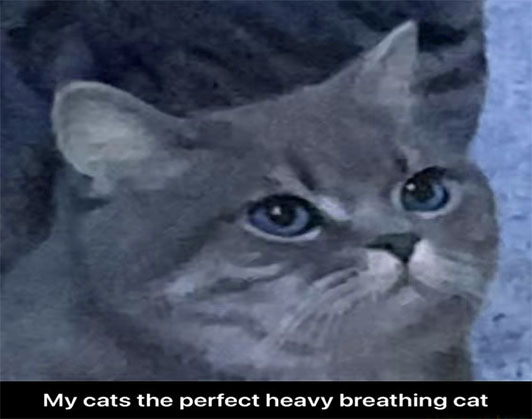 heavy breathing cat meme