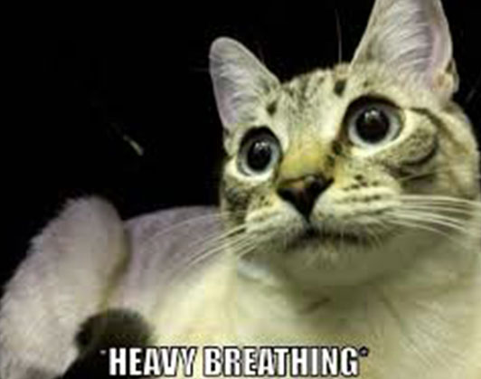 heavy breathing cat meme