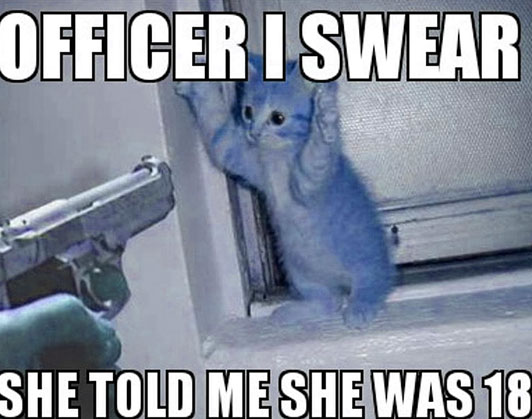 cat with gun meme