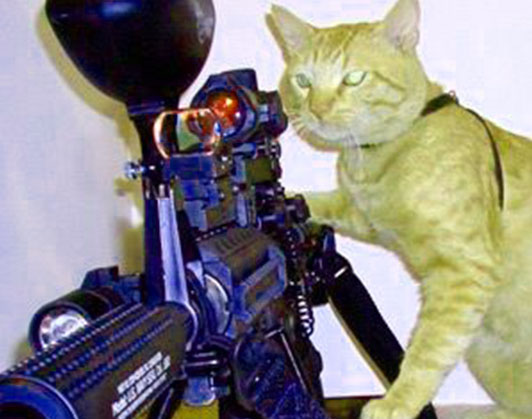 cat with gun meme