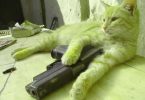 cat with gun meme