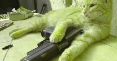 cat with gun meme