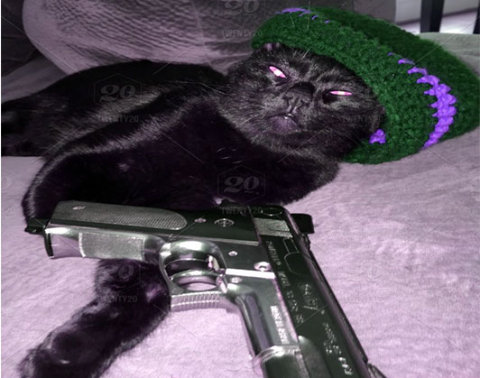 cat with gun meme