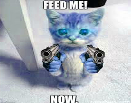 cat with gun meme