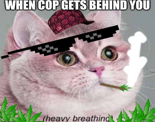 heavy breathing cat meme