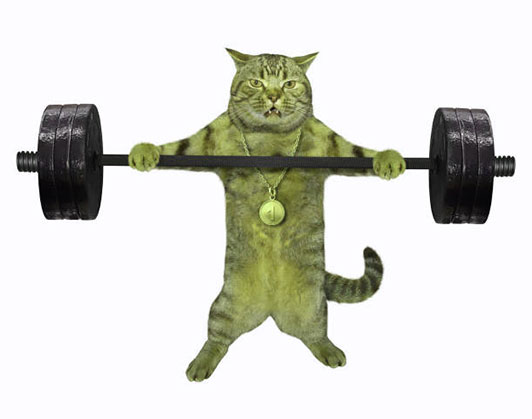 buff cat meme